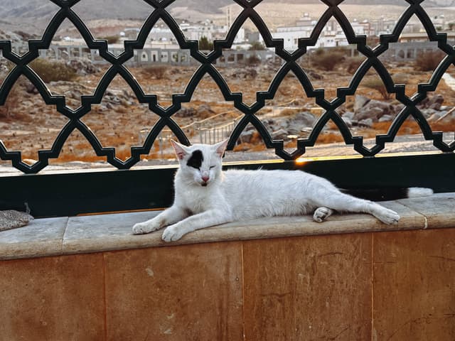 CAT - AT THE BATTLE FIELD